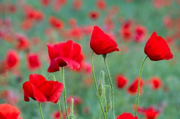 Poppies in a field