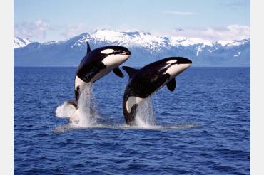 Orcas