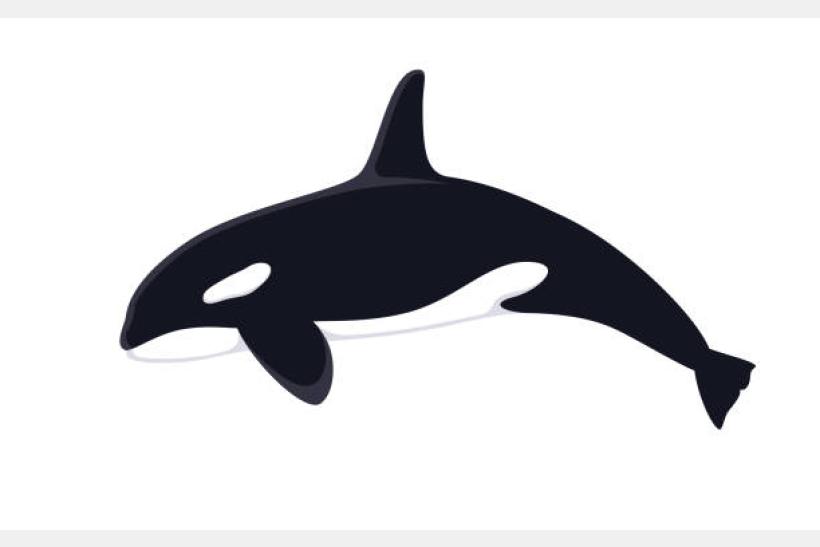 orca